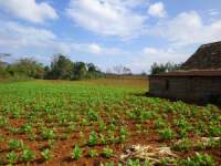Tobacco Farm39.jpg